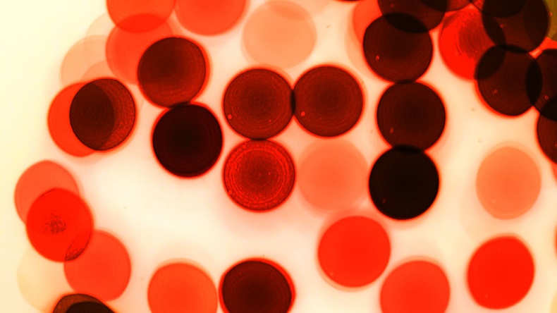Color of cells,Particles in liquid.