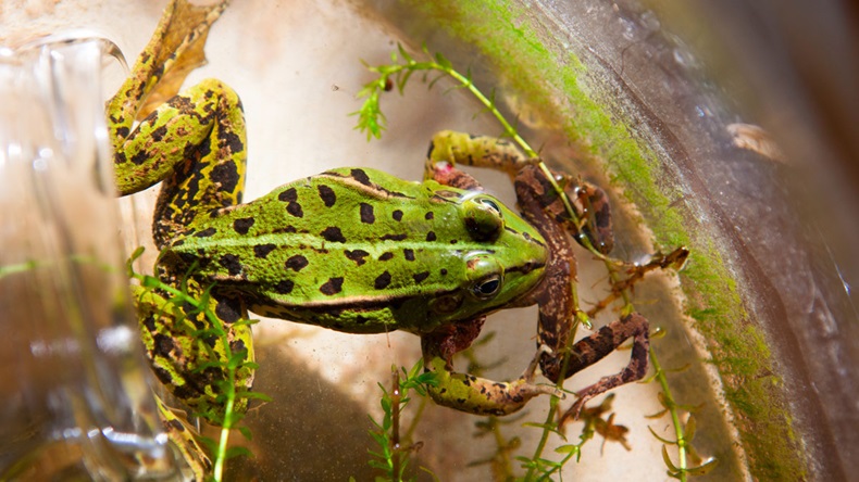 Cannibalism in the nature. Edible frog (Pelophylax kl. esculentus) eats smaller frog