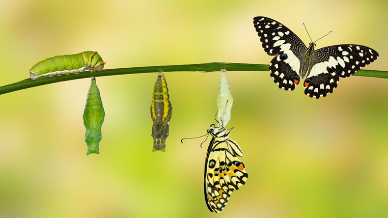 Transformation of Lime Butterfly ( papilio demoleus ) with pupa and caterpillar