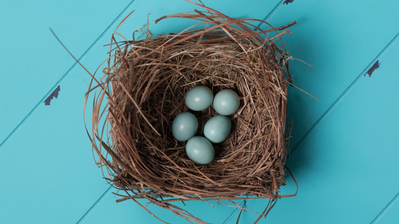Eastern bluebird eggs in a nest on a blue background - Image 