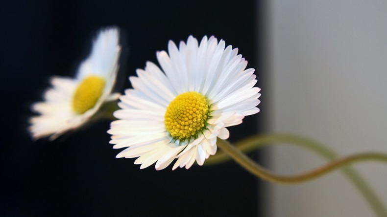 A daisy reflected in a mirror