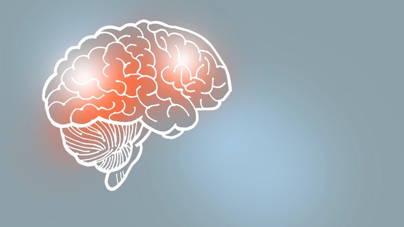 Handrawn illustration of human brain on light grey background
