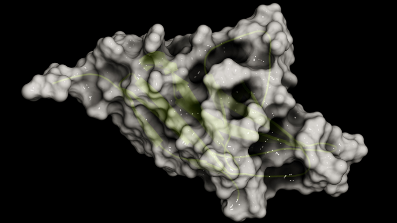 PD-1 receptor protein 