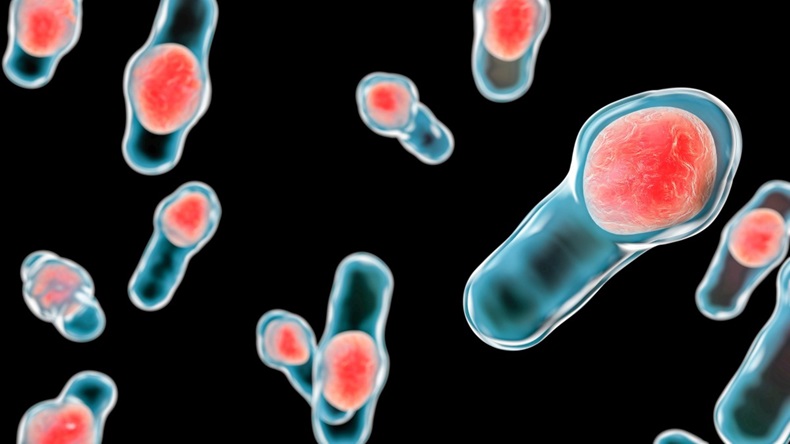 Clostridium difficile bacteria, computer illustration
