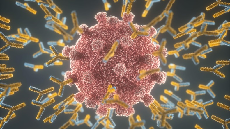 Antibodies attacking the COVID-19 virus