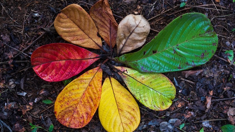 Leaves of different shapes and colors representing diversity