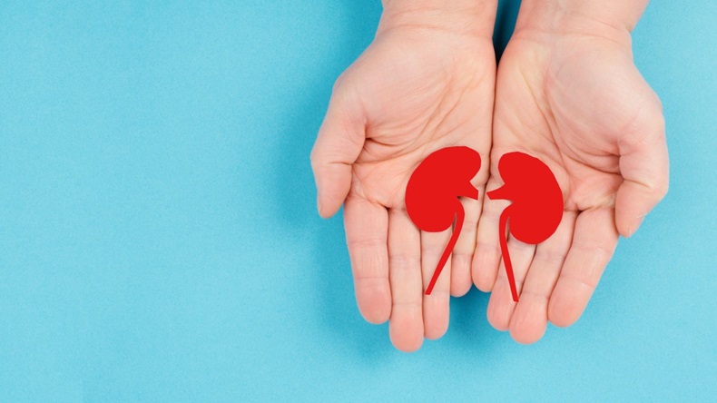 Hands holding a kidney, paper cut out, world kidney day, health problems, organ transplantation, medical issue