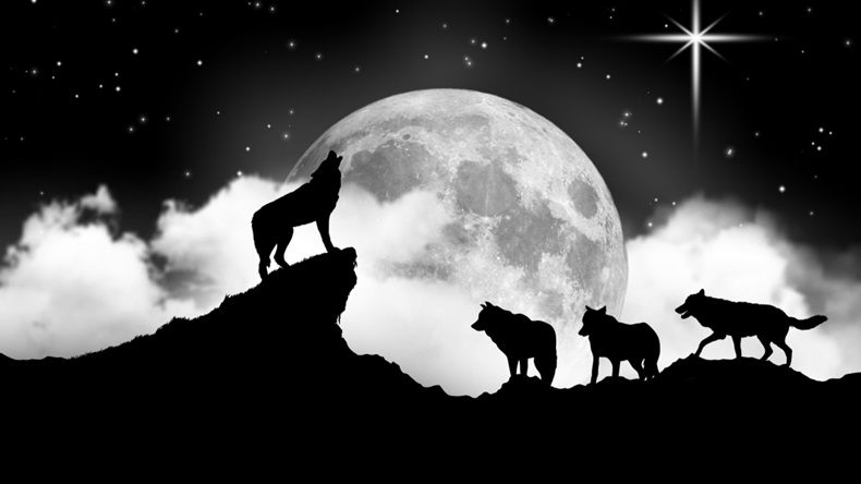 Wolf pack with alpha and full moon concept