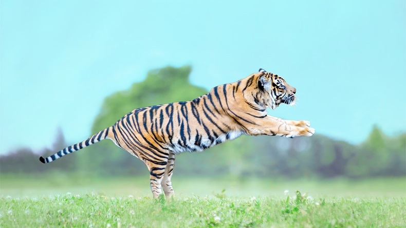 tiger pouncing 