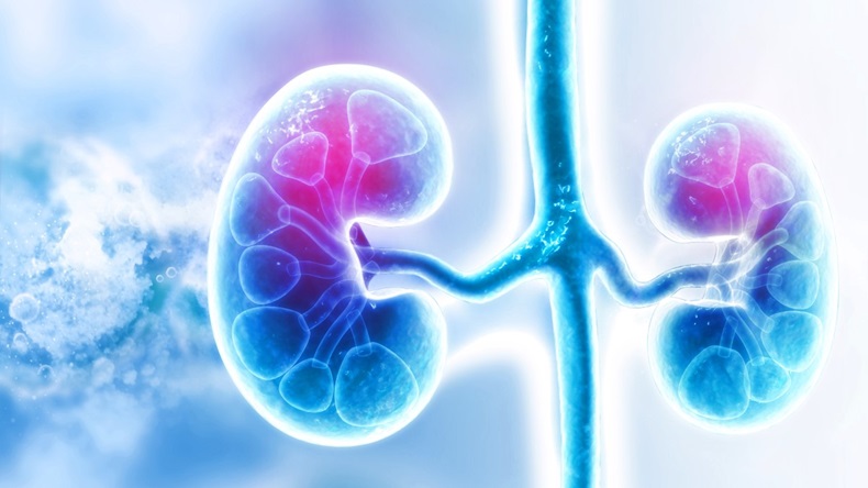 Blue and purple graphic image of pair of kidneys 