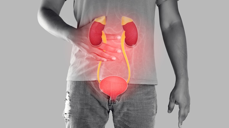 Graphic of bladder system over male body