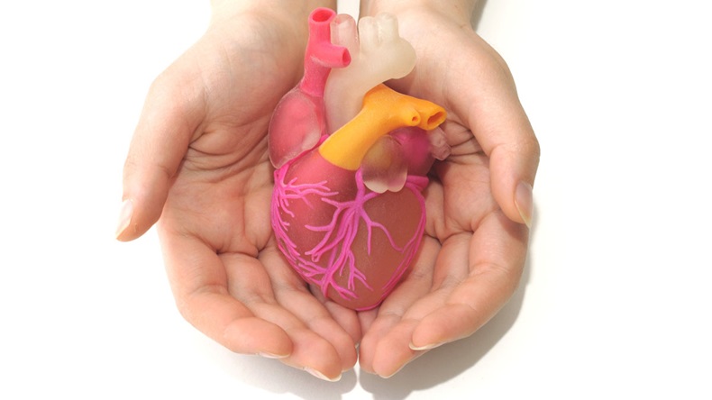 Two female hands holding a 3d printed human heart