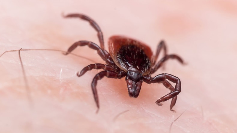 Extreme close up photo of adult female deer tick crawling on white skin