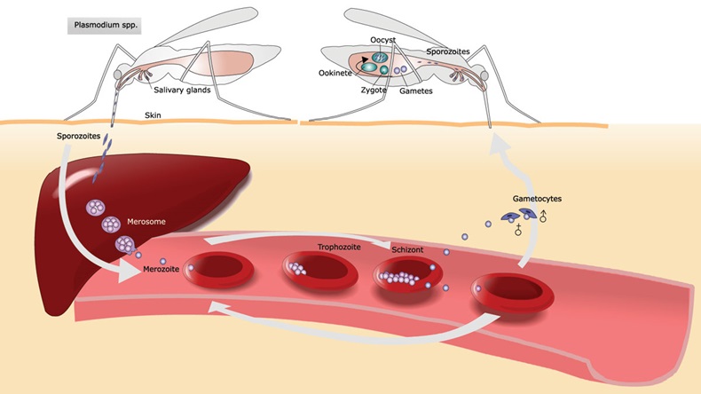 malaria and its life cycle