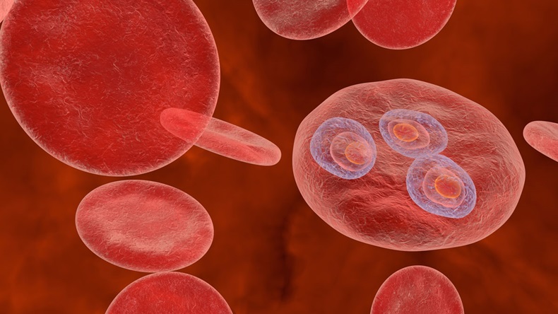 Malaria. Plasmodium vivax in early trophozoite ring stage inside red blood cell