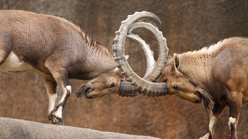 Two wild goats play-fight on the edge of a rock cliff with horns interlocked.