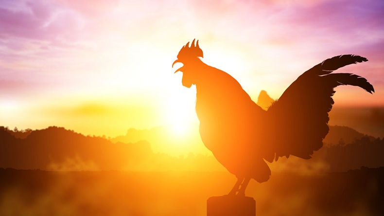2017 new year concept, chicken silhouette in sunrise